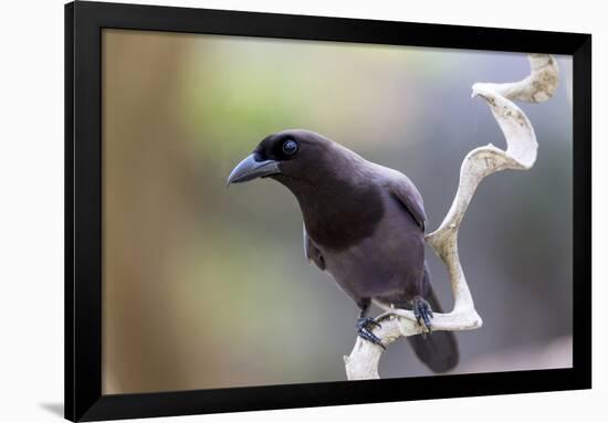 Brazil, Mato Grosso, the Pantanal. Purplish Jay on a Vine-Ellen Goff-Framed Photographic Print