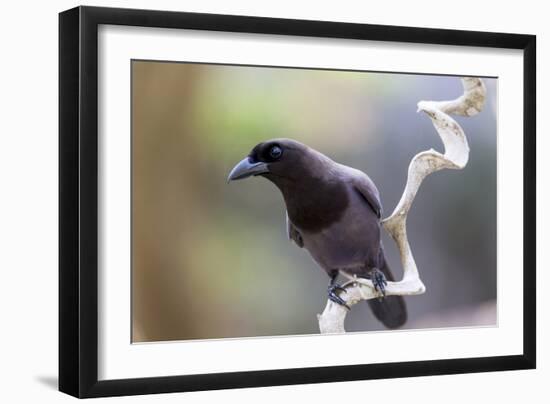 Brazil, Mato Grosso, the Pantanal. Purplish Jay on a Vine-Ellen Goff-Framed Photographic Print