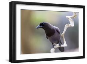 Brazil, Mato Grosso, the Pantanal. Purplish Jay on a Vine-Ellen Goff-Framed Photographic Print