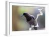 Brazil, Mato Grosso, the Pantanal. Purplish Jay on a Vine-Ellen Goff-Framed Photographic Print