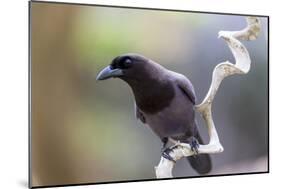 Brazil, Mato Grosso, the Pantanal. Purplish Jay on a Vine-Ellen Goff-Mounted Photographic Print