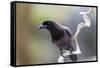 Brazil, Mato Grosso, the Pantanal. Purplish Jay on a Vine-Ellen Goff-Framed Stretched Canvas