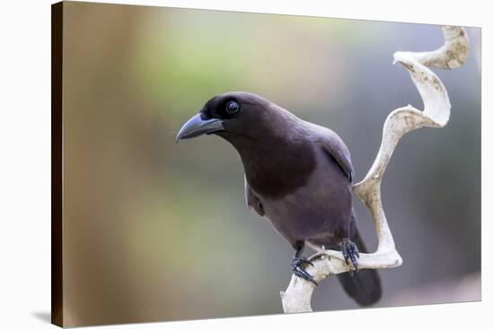 Brazil, Mato Grosso, the Pantanal. Purplish Jay on a Vine-Ellen Goff-Stretched Canvas