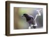 Brazil, Mato Grosso, the Pantanal. Purplish Jay on a Vine-Ellen Goff-Framed Photographic Print