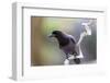 Brazil, Mato Grosso, the Pantanal. Purplish Jay on a Vine-Ellen Goff-Framed Photographic Print