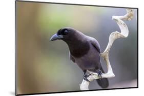 Brazil, Mato Grosso, the Pantanal. Purplish Jay on a Vine-Ellen Goff-Mounted Photographic Print