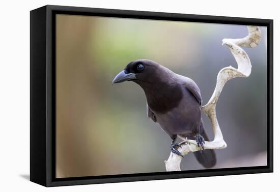 Brazil, Mato Grosso, the Pantanal. Purplish Jay on a Vine-Ellen Goff-Framed Stretched Canvas