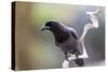 Brazil, Mato Grosso, the Pantanal. Purplish Jay on a Vine-Ellen Goff-Stretched Canvas