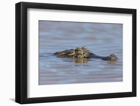 Brazil, Mato Grosso, the Pantanal, Rio Cuiaba. Black Caiman in Water-Ellen Goff-Framed Photographic Print