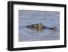 Brazil, Mato Grosso, the Pantanal, Rio Cuiaba. Black Caiman in Water-Ellen Goff-Framed Photographic Print