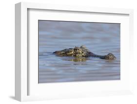 Brazil, Mato Grosso, the Pantanal, Rio Cuiaba. Black Caiman in Water-Ellen Goff-Framed Photographic Print