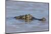 Brazil, Mato Grosso, the Pantanal, Rio Cuiaba. Black Caiman in Water-Ellen Goff-Mounted Photographic Print