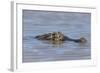 Brazil, Mato Grosso, the Pantanal, Rio Cuiaba. Black Caiman in Water-Ellen Goff-Framed Photographic Print