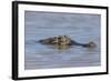 Brazil, Mato Grosso, the Pantanal, Rio Cuiaba. Black Caiman in Water-Ellen Goff-Framed Photographic Print