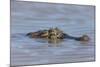 Brazil, Mato Grosso, the Pantanal, Rio Cuiaba. Black Caiman in Water-Ellen Goff-Mounted Photographic Print