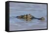 Brazil, Mato Grosso, the Pantanal, Rio Cuiaba. Black Caiman in Water-Ellen Goff-Framed Stretched Canvas