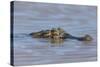 Brazil, Mato Grosso, the Pantanal, Rio Cuiaba. Black Caiman in Water-Ellen Goff-Stretched Canvas