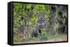 Brazil, Mato Grosso, the Pantanal, Rio Cuiaba. Jaguar Along the Bank of the Cuiaba River-Ellen Goff-Framed Stretched Canvas