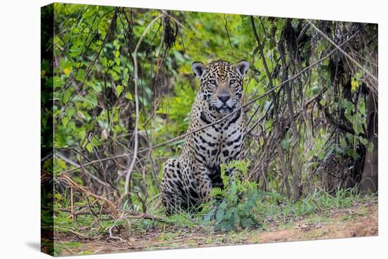 Brazil, Mato Grosso, the Pantanal, Rio Cuiaba. Jaguar Along the Bank of the Cuiaba River-Ellen Goff-Stretched Canvas