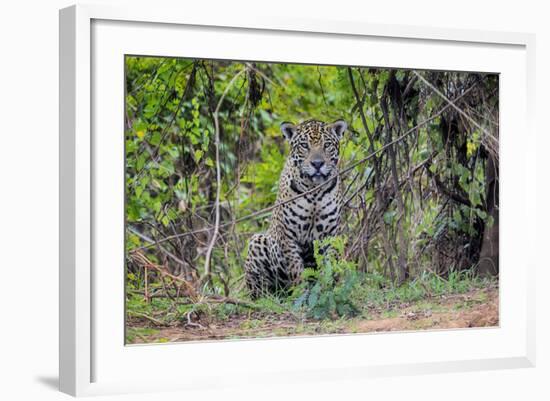 Brazil, Mato Grosso, the Pantanal, Rio Cuiaba. Jaguar Along the Bank of the Cuiaba River-Ellen Goff-Framed Photographic Print