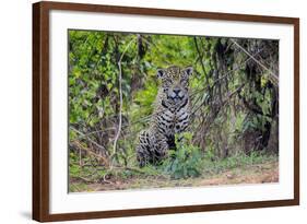 Brazil, Mato Grosso, the Pantanal, Rio Cuiaba. Jaguar Along the Bank of the Cuiaba River-Ellen Goff-Framed Photographic Print