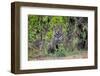 Brazil, Mato Grosso, the Pantanal, Rio Cuiaba. Jaguar Along the Bank of the Cuiaba River-Ellen Goff-Framed Photographic Print