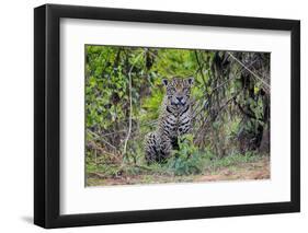 Brazil, Mato Grosso, the Pantanal, Rio Cuiaba. Jaguar Along the Bank of the Cuiaba River-Ellen Goff-Framed Photographic Print