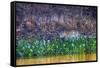 Brazil, Mato Grosso, the Pantanal Rio Cuiaba, Jaguar Among Water Hyacinth-Ellen Goff-Framed Stretched Canvas