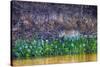 Brazil, Mato Grosso, the Pantanal Rio Cuiaba, Jaguar Among Water Hyacinth-Ellen Goff-Stretched Canvas