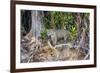 Brazil, Mato Grosso, the Pantanal, Rio Cuiaba. Jaguar Looking Out from Jungle on the River Bank-Ellen Goff-Framed Photographic Print