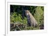 Brazil, Mato Grosso, the Pantanal, Rio Cuiaba. Jaguar on the Bank of the Cuiaba River-Ellen Goff-Framed Photographic Print