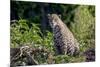 Brazil, Mato Grosso, the Pantanal, Rio Cuiaba. Jaguar on the Bank of the Cuiaba River-Ellen Goff-Mounted Photographic Print