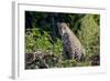 Brazil, Mato Grosso, the Pantanal, Rio Cuiaba. Jaguar on the Bank of the Cuiaba River-Ellen Goff-Framed Photographic Print