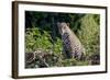 Brazil, Mato Grosso, the Pantanal, Rio Cuiaba. Jaguar on the Bank of the Cuiaba River-Ellen Goff-Framed Photographic Print