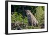 Brazil, Mato Grosso, the Pantanal, Rio Cuiaba. Jaguar on the Bank of the Cuiaba River-Ellen Goff-Framed Photographic Print