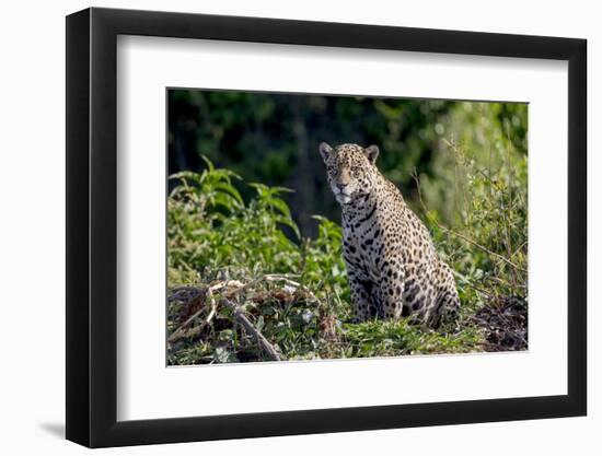 Brazil, Mato Grosso, the Pantanal, Rio Cuiaba. Jaguar on the Bank of the Cuiaba River-Ellen Goff-Framed Photographic Print