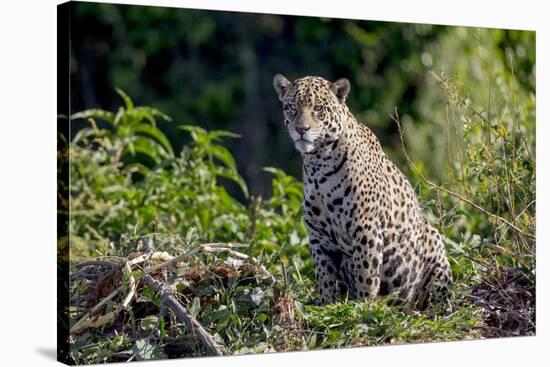 Brazil, Mato Grosso, the Pantanal, Rio Cuiaba. Jaguar on the Bank of the Cuiaba River-Ellen Goff-Stretched Canvas