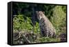 Brazil, Mato Grosso, the Pantanal, Rio Cuiaba. Jaguar on the Bank of the Cuiaba River-Ellen Goff-Framed Stretched Canvas