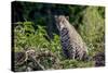 Brazil, Mato Grosso, the Pantanal, Rio Cuiaba. Jaguar on the Bank of the Cuiaba River-Ellen Goff-Stretched Canvas