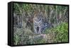 Brazil, Mato Grosso, the Pantanal, Rio Cuiaba. Jaguar on the River Bank-Ellen Goff-Framed Stretched Canvas