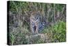 Brazil, Mato Grosso, the Pantanal, Rio Cuiaba. Jaguar on the River Bank-Ellen Goff-Stretched Canvas