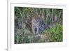 Brazil, Mato Grosso, the Pantanal, Rio Cuiaba. Jaguar on the River Bank-Ellen Goff-Framed Photographic Print