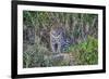 Brazil, Mato Grosso, the Pantanal, Rio Cuiaba. Jaguar on the River Bank-Ellen Goff-Framed Photographic Print