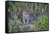 Brazil, Mato Grosso, the Pantanal, Rio Cuiaba. Jaguar on the River Bank-Ellen Goff-Framed Stretched Canvas