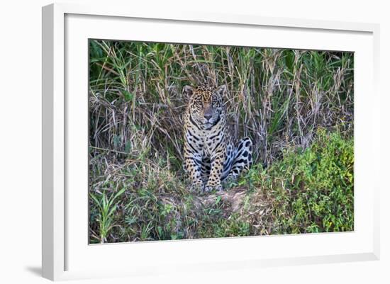 Brazil, Mato Grosso, the Pantanal, Rio Cuiaba. Jaguar on the River Bank-Ellen Goff-Framed Photographic Print