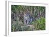 Brazil, Mato Grosso, the Pantanal, Rio Cuiaba. Jaguar on the River Bank-Ellen Goff-Framed Photographic Print