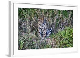 Brazil, Mato Grosso, the Pantanal, Rio Cuiaba. Jaguar on the River Bank-Ellen Goff-Framed Photographic Print