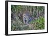 Brazil, Mato Grosso, the Pantanal, Rio Cuiaba. Jaguar on the River Bank-Ellen Goff-Framed Photographic Print