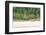 Brazil, Mato Grosso, the Pantanal, Rio Cuiaba, Jaguar-Ellen Goff-Framed Photographic Print