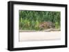 Brazil, Mato Grosso, the Pantanal, Rio Cuiaba, Jaguar-Ellen Goff-Framed Photographic Print